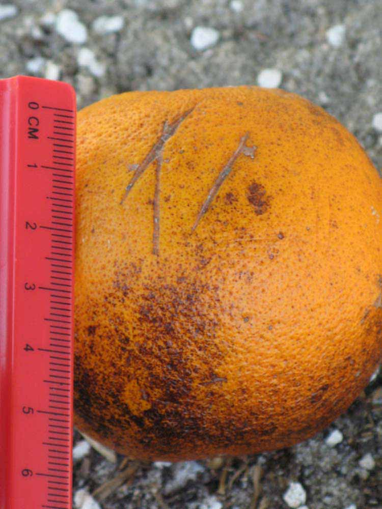                       Fruit (Winter Haven, FL)       